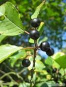 Gemeiner Faulbaum Unterscheidungsmerkmale Bittersüßer Nachtschatten Solanum