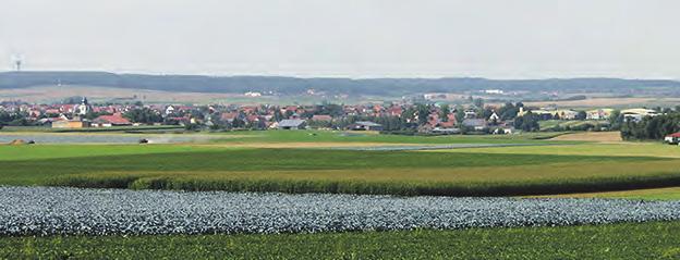 Der intensive Anbau von Weiß- und Blaukraut startete bereits 1927 mit dem Bau der ersten Sauerkrautfabrik durch Wilhelm Bötsch.