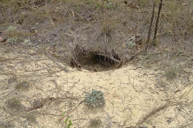 Nur zur Nahrungssuche entfernen sich die Gopherschildkröten mehrere hundert Meter von ihrer Wohnhöhle.
