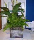 PFLANZEN PLANTS 36 Pflanzenwanne / Plant trough Blumenkiste / Flower pot 80,50 62,40 Stk Stk 40 x 40 cm bis