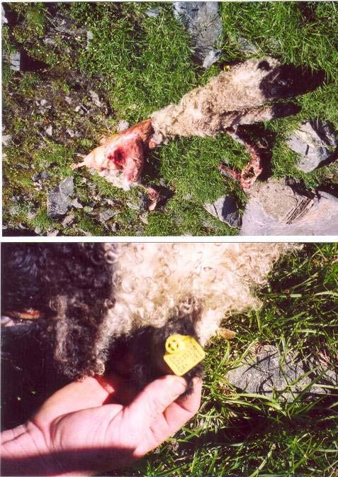 26. Juli 2002 Fund eines gerissenen Schafes. 14 Tage nach dem Riss.