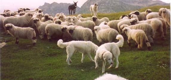 27.7.2002 Vollschutzprogramm Zum ersten Mal werden um 6. 45 Uhr alle Hunde mit den Schafen während des ganzen Tages und der Nacht zusammen gelassen.