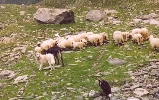 Hütehund und Schutzhund Die Schafe brauchten auf Pontimia 4 Tage, um zu differenzieren, den Hütehunden zu gehorchen und auf die Schutzhunde nicht zu reagieren.