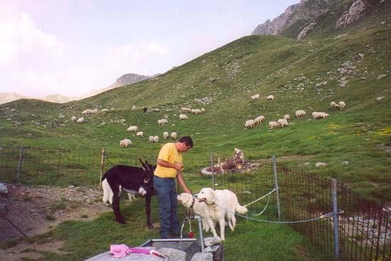 23.7. 2002 Ankunft in Pontimia 18. 30 Uhr Gsponer Hans-Peters erster Kontakt mit den Schutzhunden.
