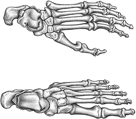 6 2 Evolution des Menschen Abb. 2.1 Vergleich des Skelettes von einem Standfuß ( links: Homo) und einem Greiffuß mit abduzierbarer Großzehe ( oben: Gorilla). (Zeichnung und Bildrechte: M.