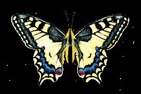 4 5 Schmetterlinge Verwandlungskünstler ne Besonderheit haben alle Schmetterlingsarten: Bevor wir sie als Falter bewundern können, durchleben sie unterschiedliche Verwandlungsphasen, jede mit ganz