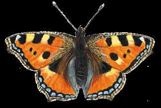 10 Unsere häufigsten Schmetterlinge im Porträt 11 er er KLEINER FUCHS Aglais urticae Wo zu finden?