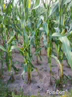 bei Lößböden mit Mais aufgrund der Bodensättigung