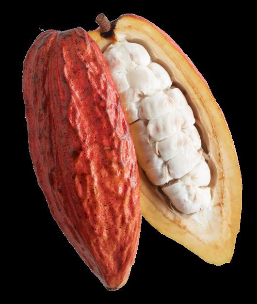 Bei der Ernte wird jede Frucht von Hand geöffnet und das Fruchtfleisch mit den Kakaobohnen entnommen.