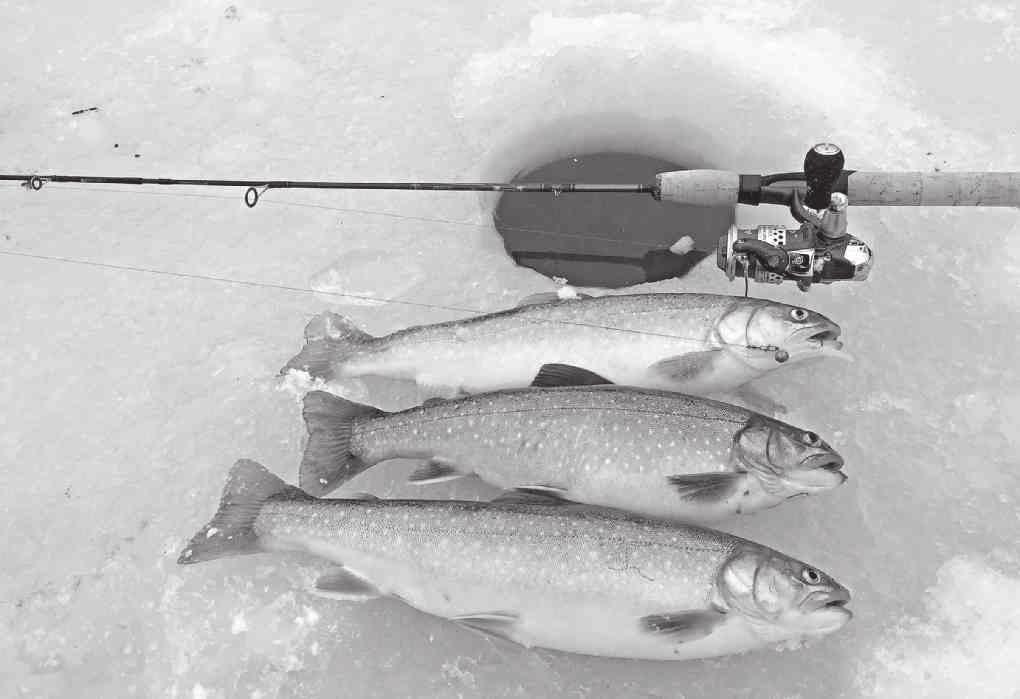 Donnerstag, 11. Februar 2016 5 Mit Auflagen soll auf dem Silsersee vielleicht auch im Winter gefischt werden können. Das Reglement für eine Versuchsphase wird demnächst ausgearbeitet.
