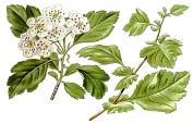 Crataegus monogyna (Jacq), Crataegus laevigata (Poir), Rosengewächse Rosaceae Der Name "Weissdorn" ist auf die weiße Blüte der Pflanzen zurückzuführen.