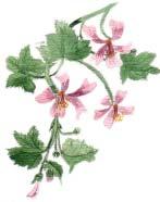 Die Bezeichnung "Hepatica" nach dem griechischen Wort hepar für Leber soll die Form der Blätter auf die Form der Leber hinweisen und somit auf die Behandlung.
