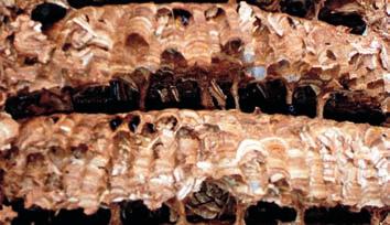 Bei fast allen Hummeln und Wespen muss das einzig überwinterte Weibchen ganz allein ein neues Nest aus zerkauten Holzfasern mit Speichel gemischt bauen, dann folgen Eiablage und Aufzucht der ersten