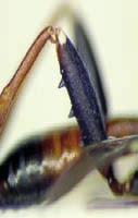 Kranz, Krone), der Artname serrator ergibt sich durch drei große Zähne an der Unterseite der Hinterschenkel mit kleinen Zähnchen dazwischen, etwa wie eine Säge (serra: lat.