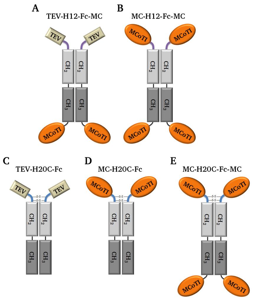 Region. Da die Miniproteinvariante MC-CT-010 selbst sechs Cysteine enthält, wurde zusätzlich der H12-Linker verwendet (Abb. 4.48-A und Abb. 4.48-B, Lila).