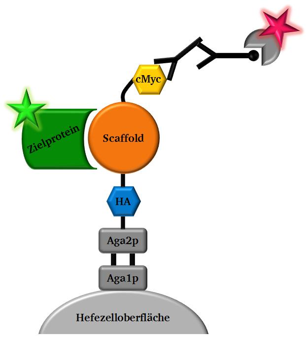 der Oberflächenpräsentation der Proteinvarianten ist über eine Antikörpermarkierung des N- terminalen Hämagglutinin(HA)-Epitops oder C-terminalen cmyc-epitops möglich, was in Abb. 1.