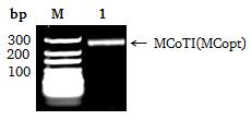 Um Bibliotheken mit hoher Diversität und Größe zu generieren, werden zu dem hergestellten Vektor-Fragment (4.1.2.1) auch noch ausreichende Mengen von dem zu integrierenden DNA-Fragment benötigt.