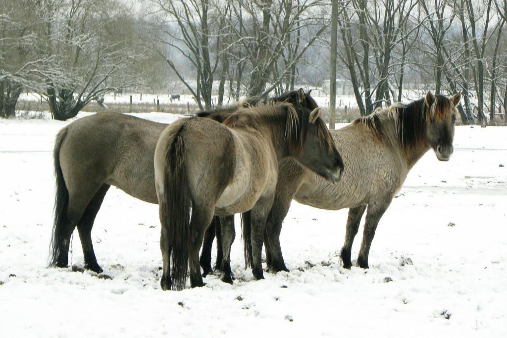 Januar 2012 Die Wildpferde, Koniks, bleiben auch im Winter draußen 16 Mo Prot. Kirche; Neujahrsempfang, 19.