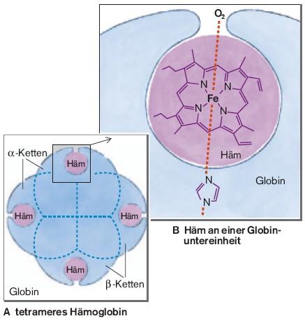 Hämoglobin-Sauerstoff Bindung Hüfner-Zahl 1g Hämoglobin 1,39 ml O2