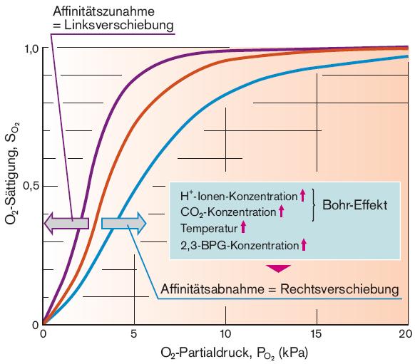 Einflüsse auf die O2-Bindung Bohr-Effekt Affinitätsbeeinflussende Faktoren Der H+-Konzentration (ph-senkung)