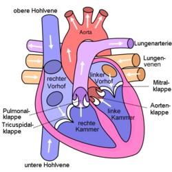 Rechtsherzinsuffizienz Als Herzinsuffizienz wird das Unvermögen des Herzens bezeichnet, die vom Körper benötigte Blutmenge bedarfsgerecht zu