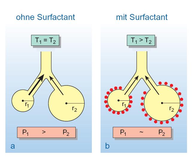 Surfactant Funktionen Surfactant Phospholipiden (90-95%) (Lecitin) Surfactant Proteine (SP-A, SP-B, SP-C und SP-D)