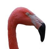 Flamingoarten Kubaflamingo Dunkleres Rosa Chileflamingo Helleres