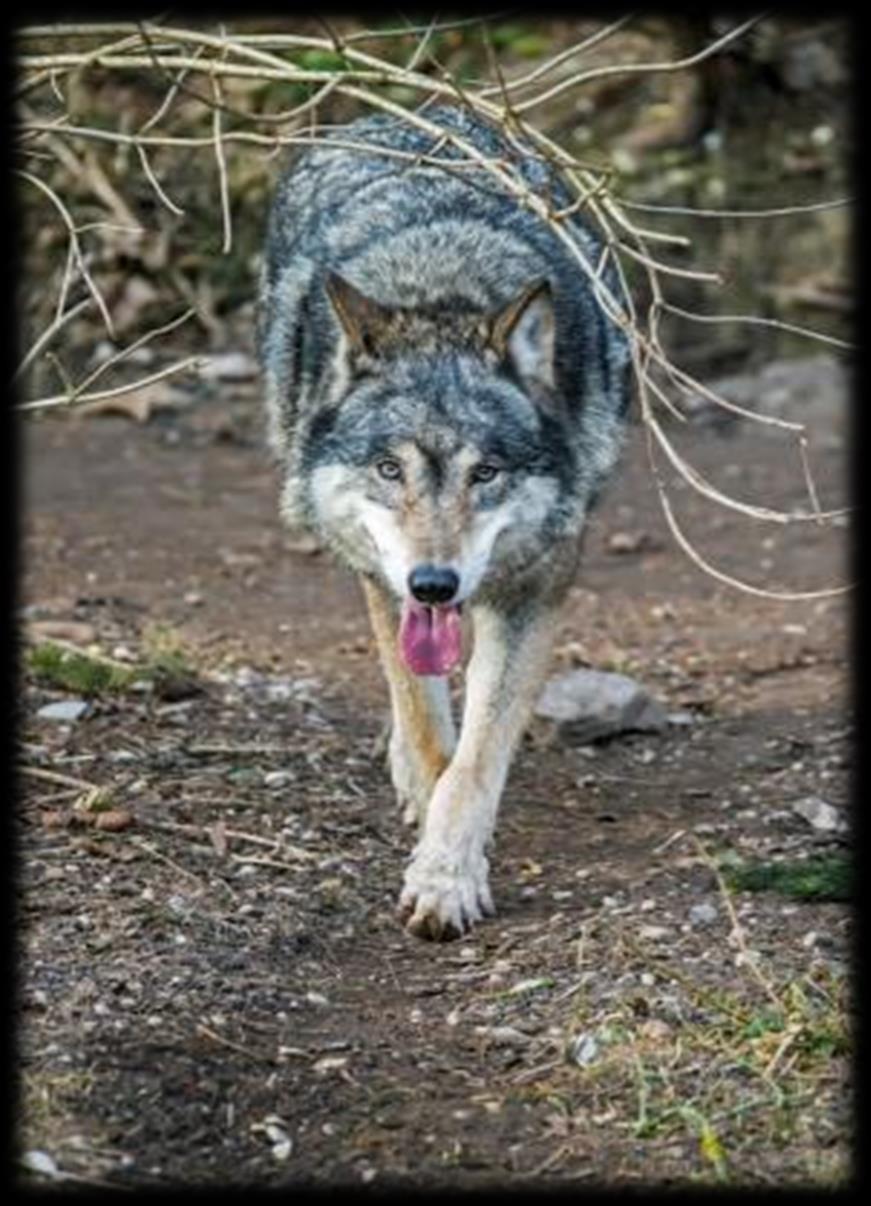 5. Warum kommt der Wolf zurück? Es kann mehr als eine Antwort richtig sein a) Europäische und internationale Naturschutzgesetze zeigen Wirkung.