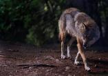 6. Sind Wölfe gefährlich?