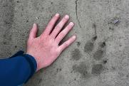12. Woran erkennt man, ob sich ein Wolf in der näheren Umgebung aufhält?