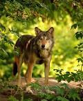 der Natur einen Wolf treffen wenn doch,
