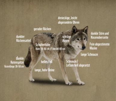 Lösung: a) Mähnenwolf b)tschechoslowakischer Wolfshund An