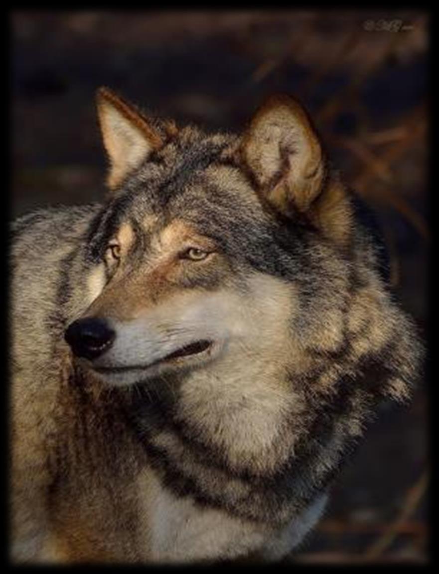 Lösung: d) Als verhaltensauffällig wird ein Wolf bezeichnet, der als kritisch eingestuft wird.