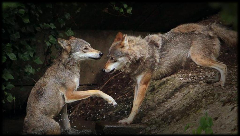 16. Was passiert wenn ein Wolf als verhaltensauffällig eingeschätzt wird? a) Forscher dokumentieren jegliches Verhalten, ganz egal was auch passiert.