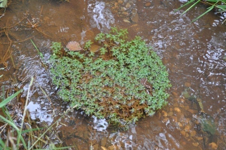 Entenkot, Eintrag von Faulschlamm,