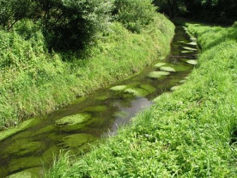 Wiederansiedlung von Wasserpflanzen in HH FG 2010: Vorstudie Auswahl von zur Wiederbesiedlung geeigneter Fließgewässer Auswahl von geeigneten