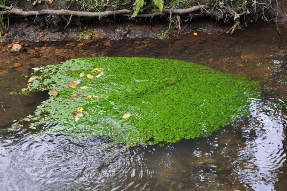 Wasserstand im Gewässer wurzelnd