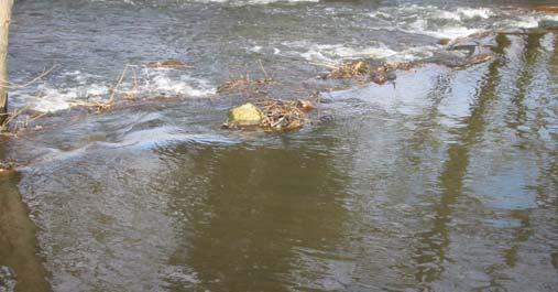 10 2.4 Totholz/Ufergehölze Für Fische ist es lebenswichtig, genügend Unterstände in einem Fließgewässer zu finden.
