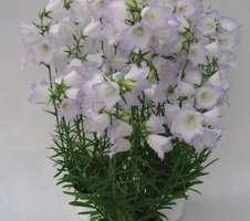 Campanula persicifolia Mit herrlich großen, blauen oder weißen Glockenblüten verzaubert diese Art im Frühsommer den Betrachter.