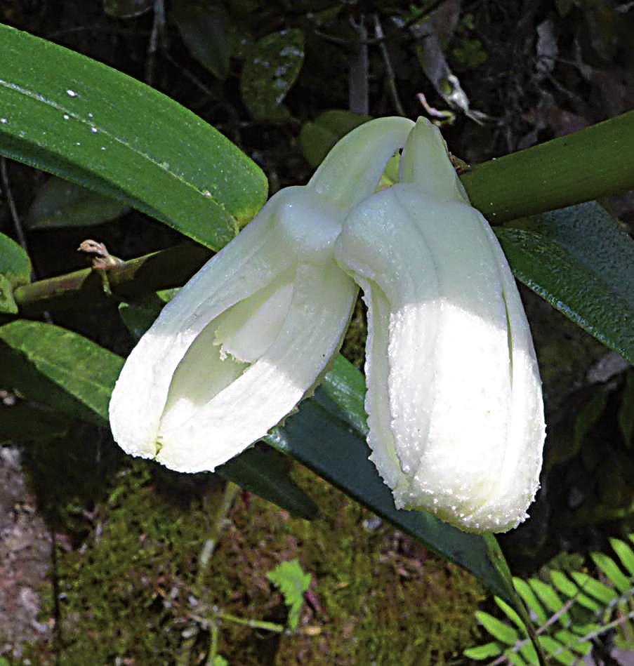 zur Förderung der Orchideenkunde
