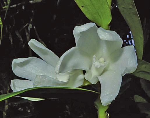 über Laeliinae und die Gattung Cattleya. Er beschrieb viele asiatische Orchideen, darunter zahlreiche Paphiopedilen.