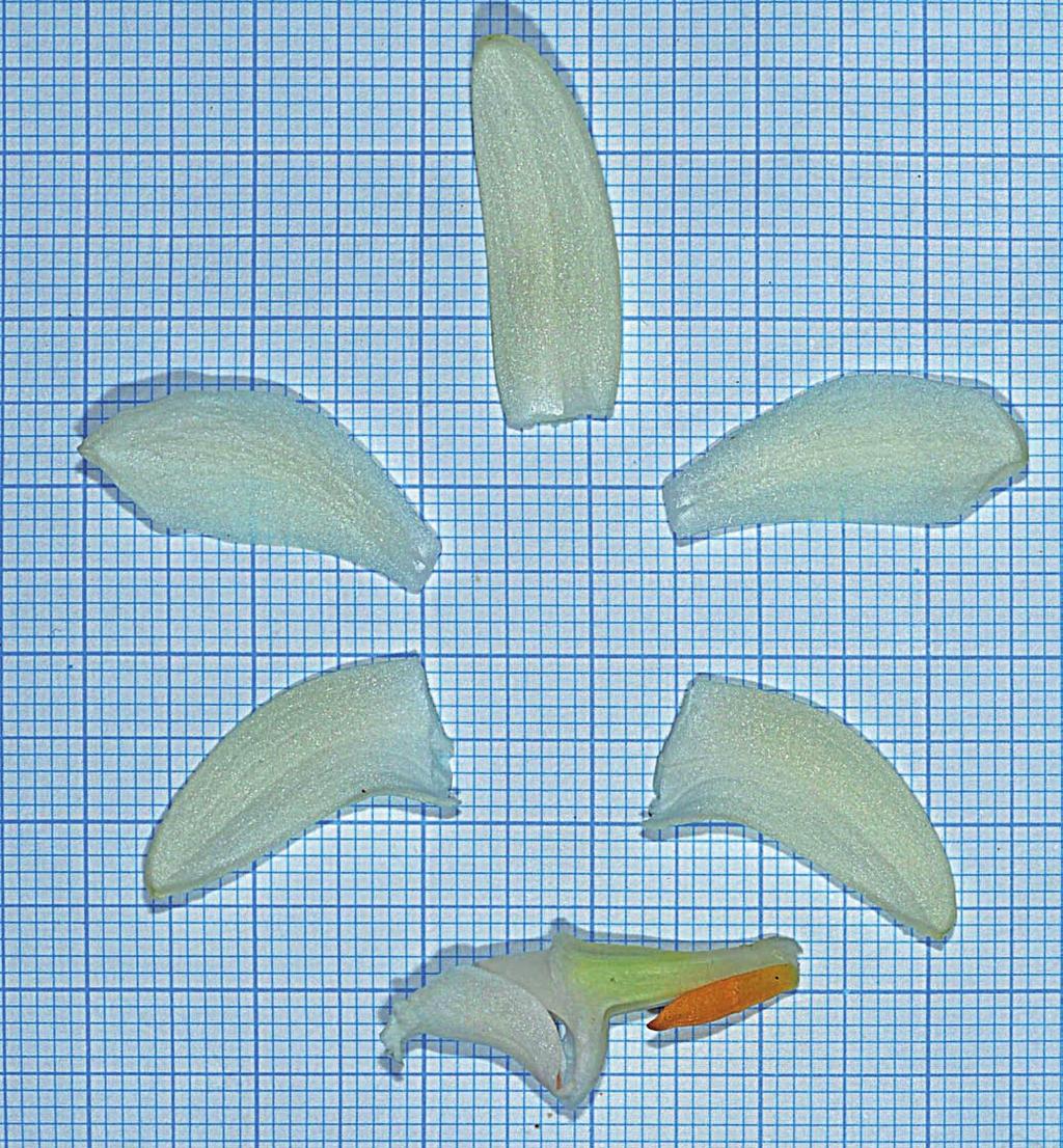 Die Orchidee 4(16), 2018/E-Paper Dendrobium candidissimum 119 6 6. Sezierte Blüte/dissected flower Den. branderhorstii hat zwei Synonyme: Den. angraecifolium Schltr. und Grastidium branderhorstii (J.