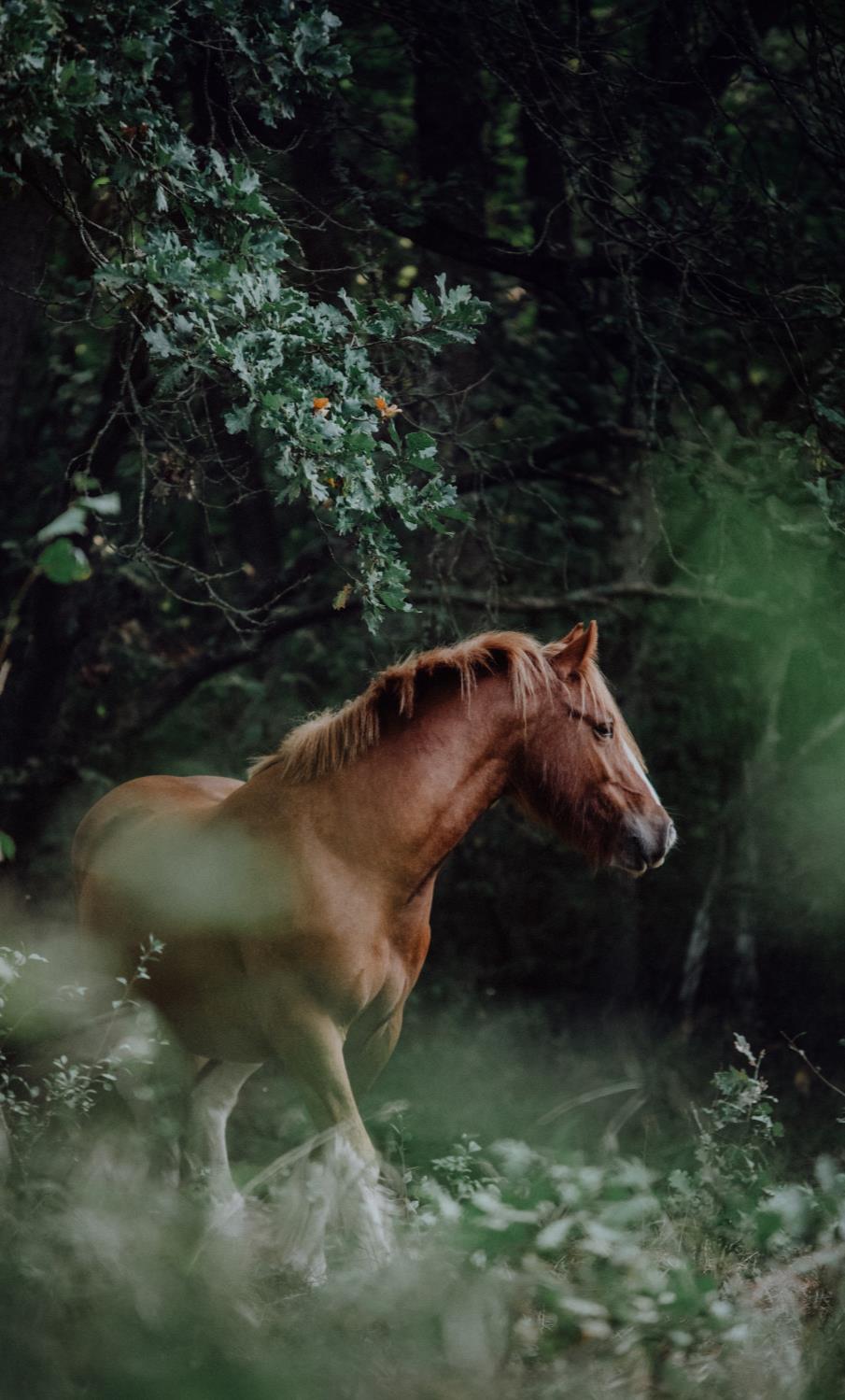 WORKSHOPINHALTE Das Konzept Authentische Pferdefotografie besteht aus zwei Teilen.