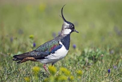 Entwicklung der Anzahl UZL-Brutvogelarten im Schweizer