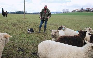 ORGANISATIONEN BERICHTEN Luna in voller Konzentration auf ihren Meister Erwin Schenk und zum Zusammenhalten der Schafe.