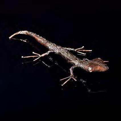 (HxLxB) Gecko
