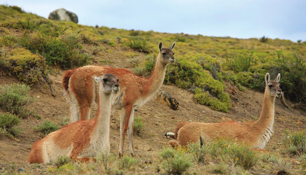 Zum anderen soll die Erforschung der Räuber-Beute-Beziehungen in dem Schutzgebiet wichtige Erkenntnisse für künftige Wiederansiedlungsprojekte für Kameliden und/oder Pumas bringen.