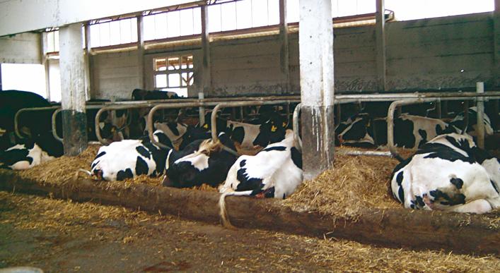 Abb. 11 Kotkante 35 cm Abb. 12 Frische Gruppe bis zum 40. Laktaktionstsag; Futtertisch überdacht Durch diese Maßnahmen haben wir eindeutig das Wohlbefinden der Kühe verbessert.