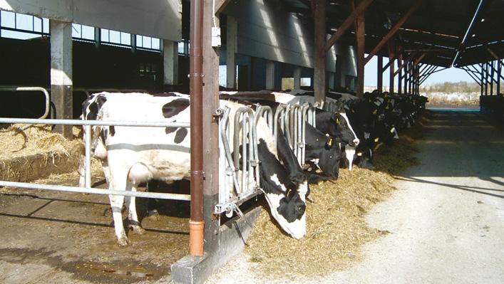 Bis zum Abkalben sind Kühe und Färsen getrennt, nach der Abkalbung werden sie in einer Gruppe zusammengestellt.