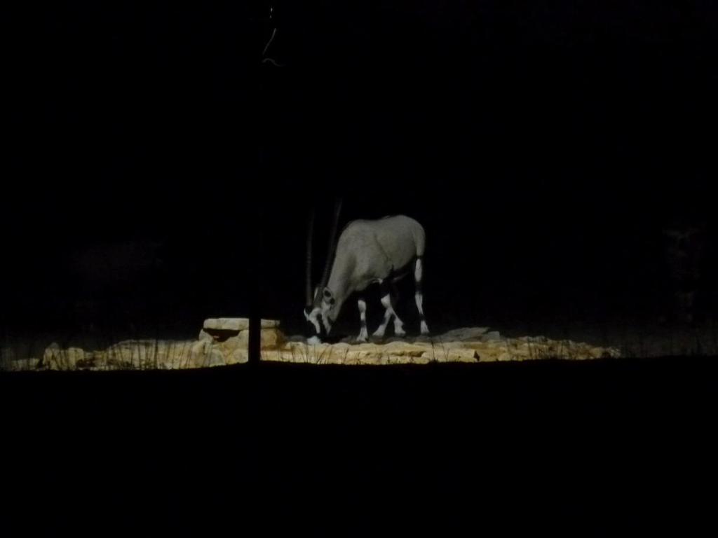 Nachts am Wasserloch haben wir bei einem Bier Zebras und Oryks beobachtet. Am Tag darauf ging es weiter Richtung Atlantikküste, wo wir in Swakopmund für 2 Tage in einer Lodge übernachteten.